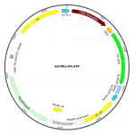 Adenovirus Mito-PA-GFP (200 µl)