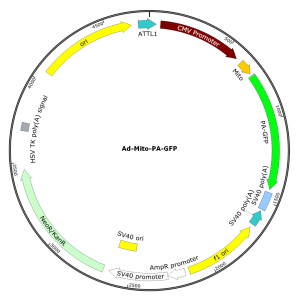 Adenovirus Mito-PA-GFP (200 µl)