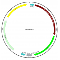 Adenovirus PIP-GFP (200 µl)