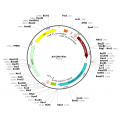 Adenovirus Rluc (200 µl)