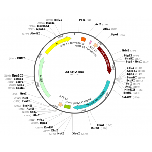 Adenovirus Rluc (200 µl)