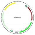 Adenovirus Synapsin-GFP (200 µl)