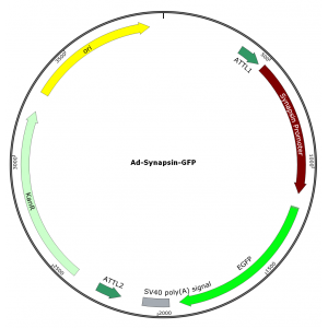 Adenovirus Synapsin-GFP (200 µl)