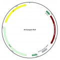 Adenovirus Synapsin-Null (200 µl)