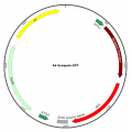 Adenovirus Synapsin-RFP (200 µl)