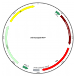 Adenovirus Synapsin-RFP (200 µl)