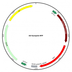 Adenovirus Synapsin-RFP (200 µl)