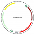 Adenovirus Synapsin-mCherry  (200 µl)