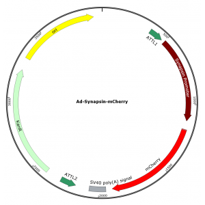 Adenovirus Synapsin-mCherry  (200 µl)