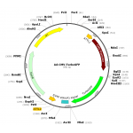 Adenovirus TurboGFP (200 µl)