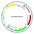 Adenovirus U6-Blank-GFP  (200 µl)