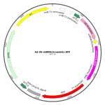 Adenovirus U6-shRNA-RFP (200 µl)