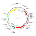 Adenovirus U6-shRNA-mCherry (200 µl)