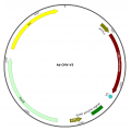 Adenovirus V5 (200 µl)