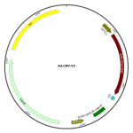 Adenovirus V5 (200 µl)