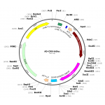 Adenovirus hGluc (200 µl)