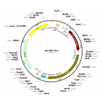 Adenovirus iCre (200 µl)