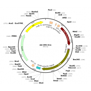 Adenovirus iCre (200 µl)