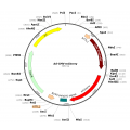 Adenovirus mCherry (200 µl)