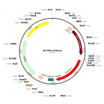 Adenovirus mCherry (200 µl)