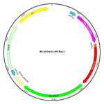 Adenovirus mCherry-PA-Rac1 (200 µl)