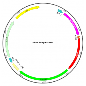 Adenovirus mCherry-PA-Rac1 (200 µl)