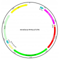 Adenovirus mCherry-PA-Rac1-T17N (200 µl)