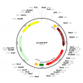 Adenovirus mRFP (200 µl)