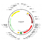 Adenovirus mRFP (200 µl)