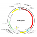 Adenovirus tdTomato (200 µl)