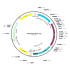 AAV ApoE/AAT1-Cre (30 µl)