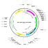 AAV ApoE/AAT1-GFP (30 µl)