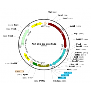 AAV CAG-Cre-3xmiR122 (30 µl)