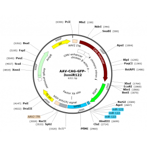AAV CAG-GFP-3xmiR122 (30 µl)