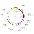 AAV CMV-iCre (30 µl)
