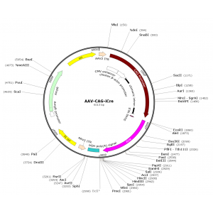 AAV CMV-iCre (30 µl)