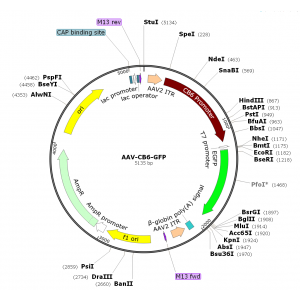 AAV CB6-GFP (30 µl)