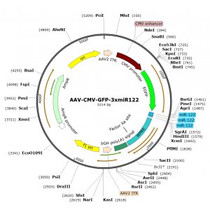 AAV CMV-GFP-3xmiR122 (30 µl)