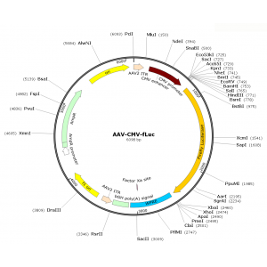 AAV CMV-Luc (30 µl)