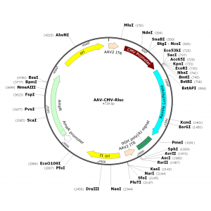 AAV CMV-Rluc (30 µl)