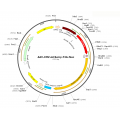 AAV CMV-Luc-T2A-mCherry (30 µl)