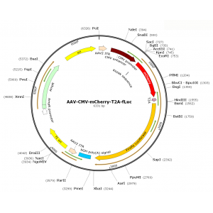 AAV CMV-Luc-T2A-mCherry (30 µl)