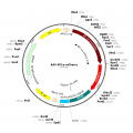 AAV EF1α-mCherry (30 µl)