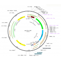 AAV Efs-GFP (30 µl)