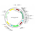 AAV Synapsin-Cre-GFP (30 µl)