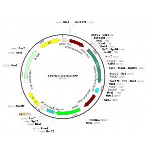 AAV Synapsin-Cre-GFP (30 µl)