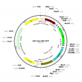 AAV Synapsin-DIO-GFP (30 µl)