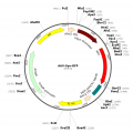 AAV Synapsin-RFP (30 µl)