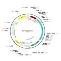 AAV Syn-Cre (30 µl)