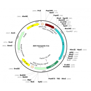 AAV Syn-Cre (30 µl)